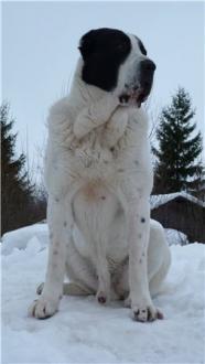 Mirzakarim bayaz-Buri | Central Asian Shepherd Dog 