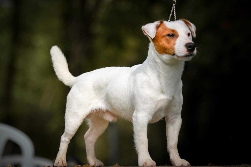 ADORABLE ADMIRAL Sukcesor (FCI) | Jack Russell Terrier 