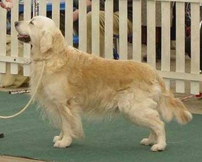 Complement UNO VOCE | Golden Retriever 