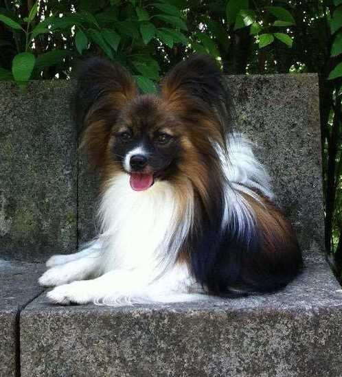 Borgo's Sommernachtstraum Tao Tao | Papillon 