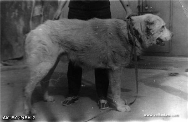 Ak Ekemen II | Central Asian Shepherd Dog 