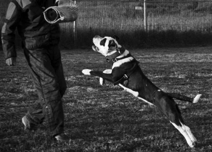 Ironhead Bulls Roxy | Olde English Bulldogge 