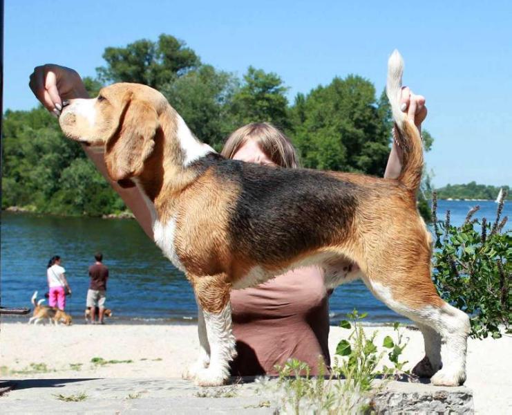 Royal Pack Ukraine CerritiSi | Beagle 