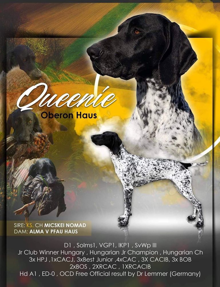 QUEENIE OBERON HAUS | German Shorthaired Pointer 