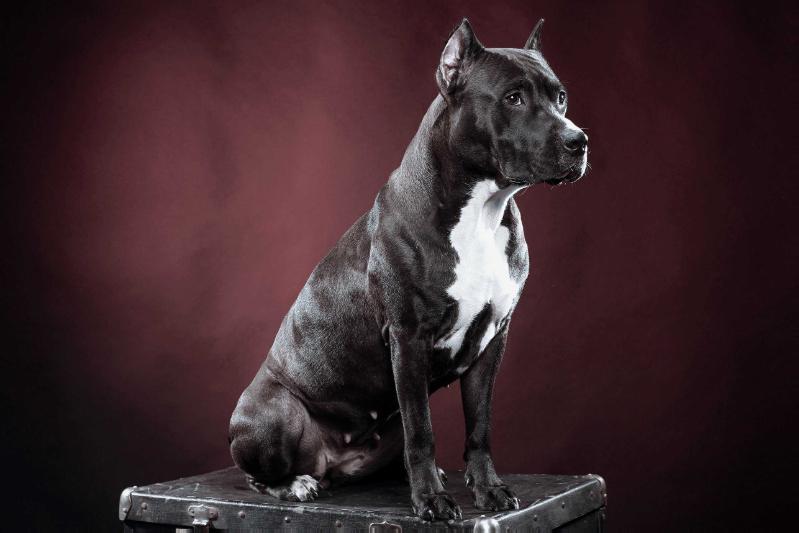 Bizzarrini Manta Feniks Ra | American Staffordshire Terrier 