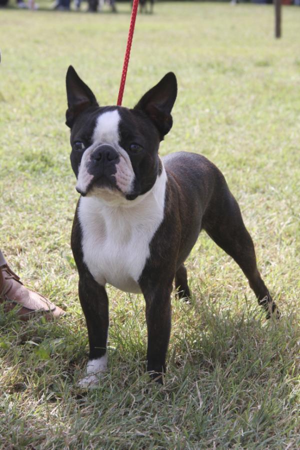 Bab's is drinking irish coffee | Boston Terrier 