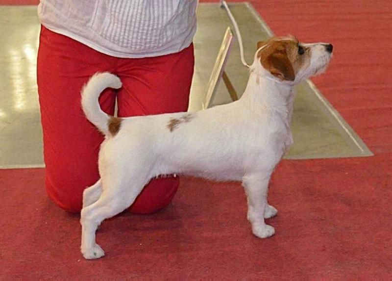 Dolina Ohotnika Hanne | Jack Russell Terrier 