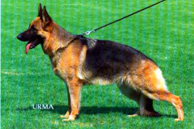 Ussi della Valcuvia | German Shepherd Dog 