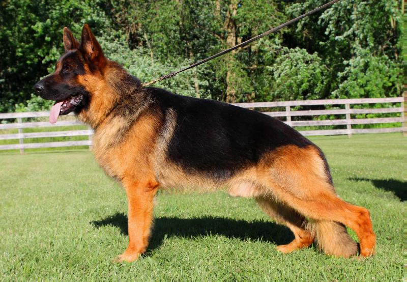 Djambo vom Winnloh | German Shepherd Dog 