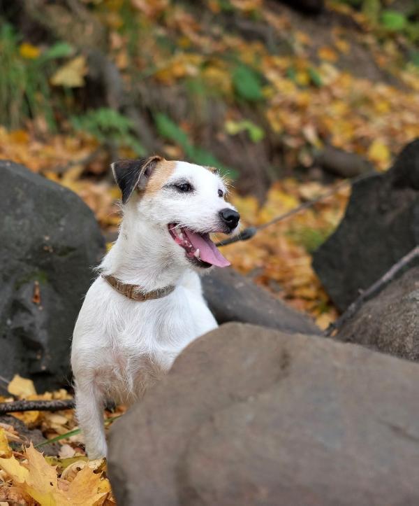 Bossa Nova | Jack Russell Terrier 