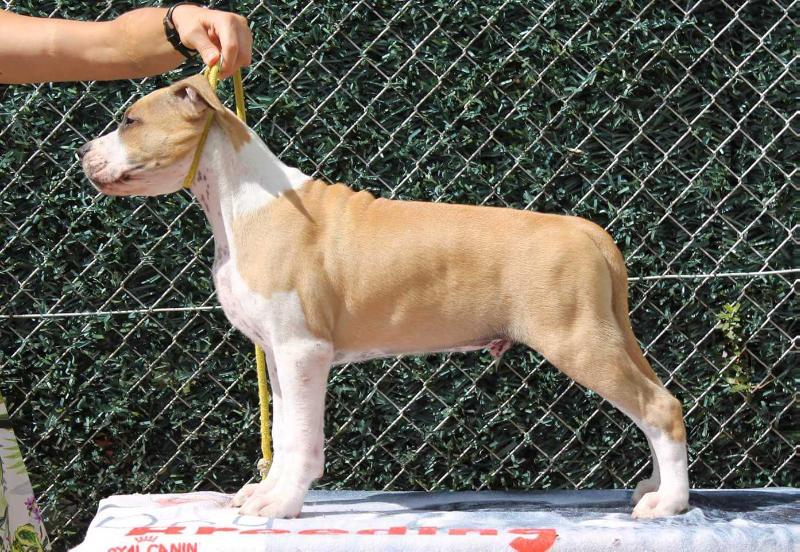 Missnar's You Want Me Much | American Staffordshire Terrier 