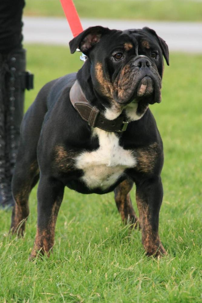 Spikebulls Kenau | Olde English Bulldogge 