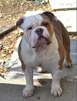 Hoghouses Big Buck | Olde English Bulldogge 