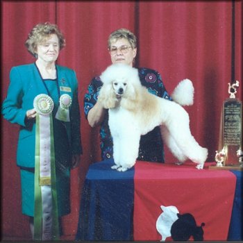 Barclay Lyca Wild Connection | Poodle 