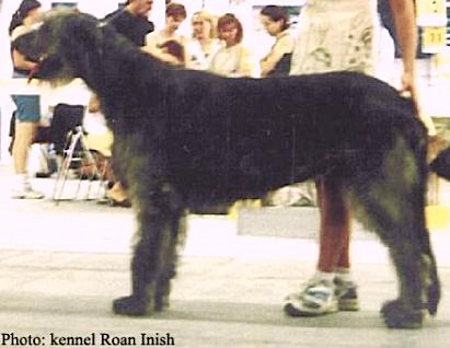 Fantagiro Norman | Irish Wolfhound 