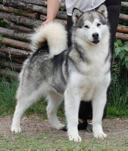 Cheya's Näcken | Alaskan Malamute 