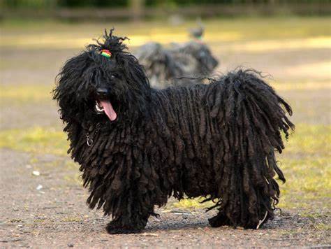 Puli
