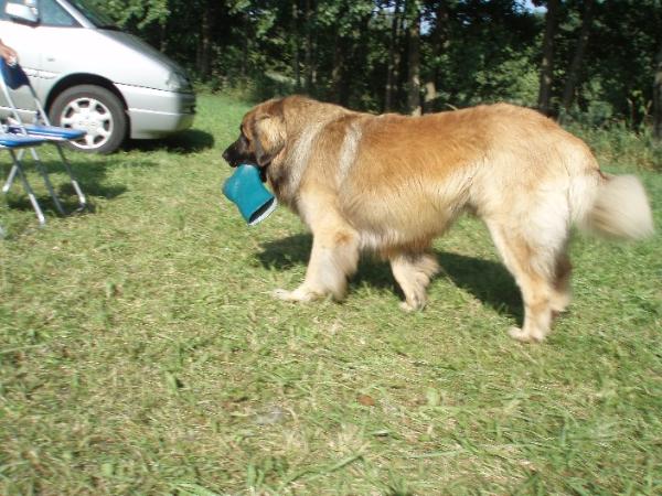 BERGO LEO ZE STRAKONICKE VYHLIDKY | Leonberger 