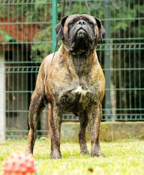 Southernpepper Oda Mae Brown | Bullmastiff 