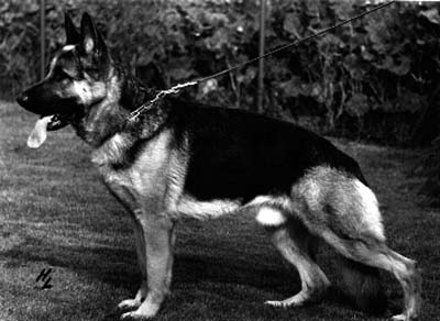 Ingo von Overhagen | German Shepherd Dog 