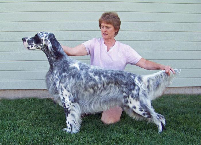 Wyndswept Reflection of Legacy | English Setter 