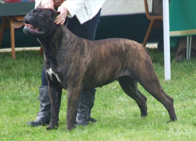 ARDHUB BLACK BETTY | Bullmastiff 