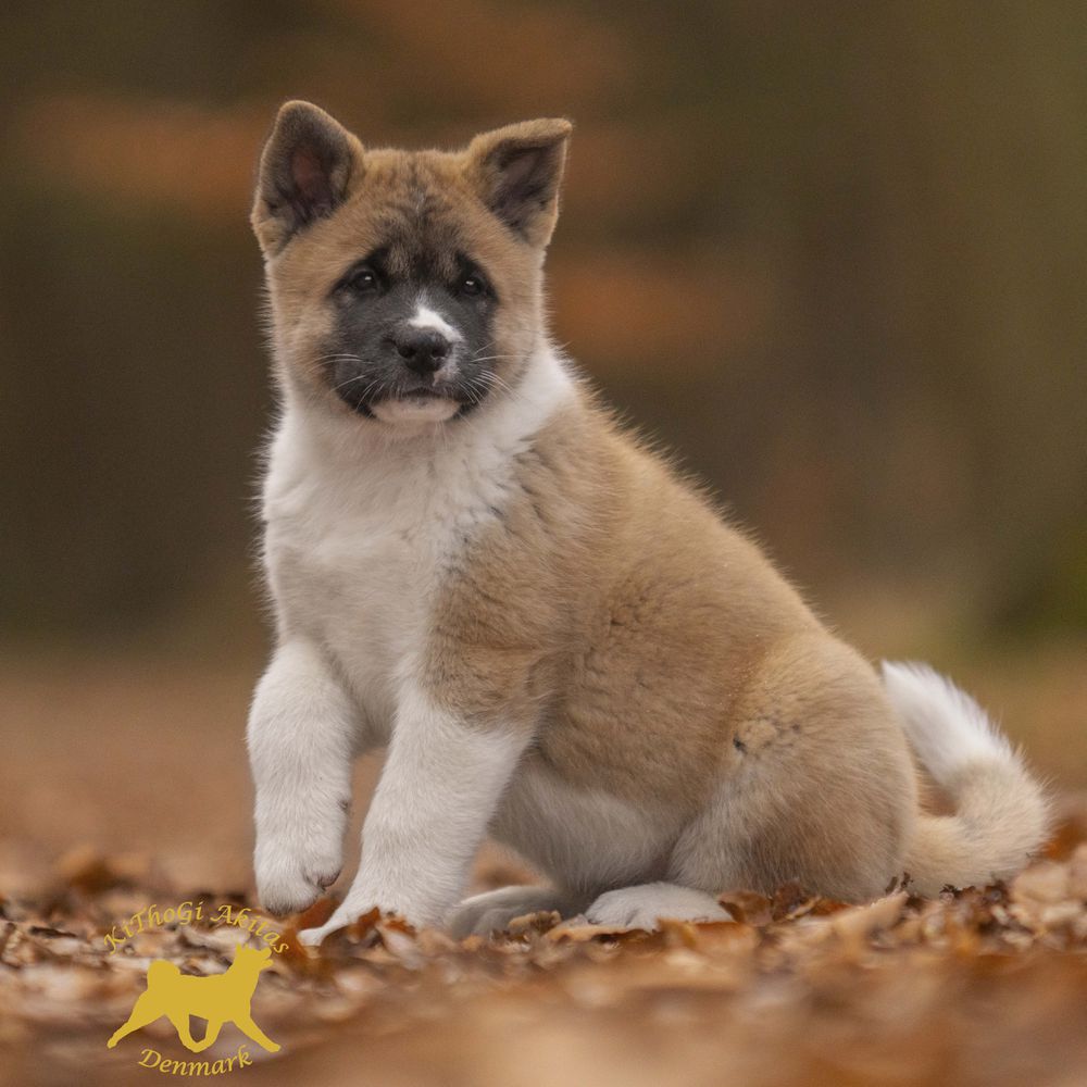 KiThoGi's Red White And You | Akita 