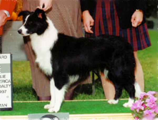 Shoreland Bouncin' For Ewe | Border Collie 