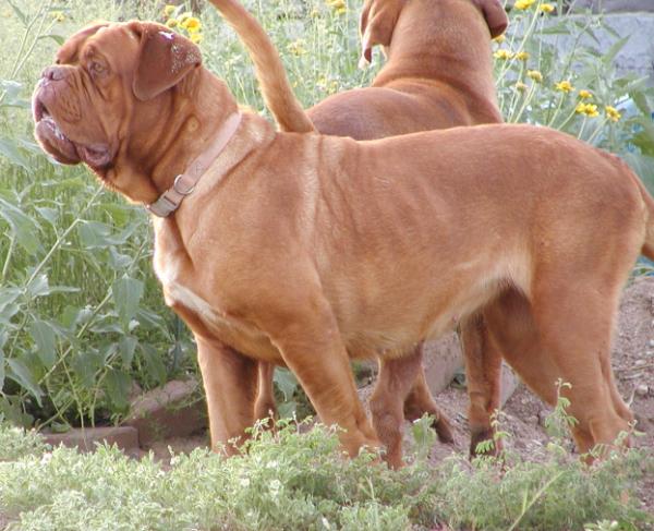 Tanakajd Szepe Urbana (FCI-MET 8094/03) | Dogue de Bordeaux 