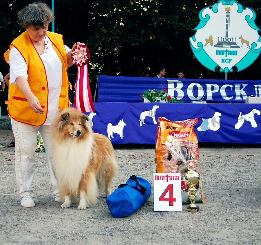 CLEVER EYES NICEST OF ALL | Rough Collie 