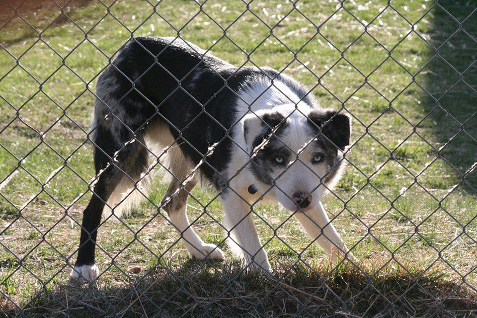 B24 Boots | Border Collie 