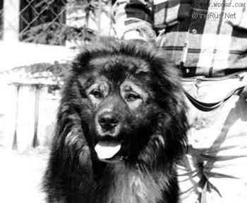 SHERHAN (RUSSIA) | Caucasian Mountain Dog 