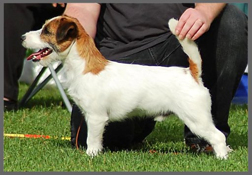 Jack Panda di San Gimignano | Jack Russell Terrier 