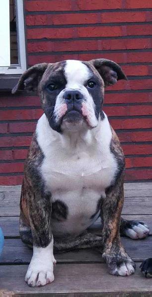 Catobulls Mr. Bumle | Olde English Bulldogge 