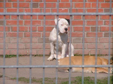 Country devil'S jambo | Olde English Bulldogge 