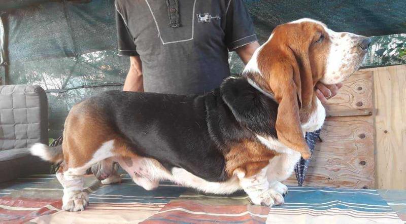 HELMUT DI LAGO OMBROSO | Basset Hound 