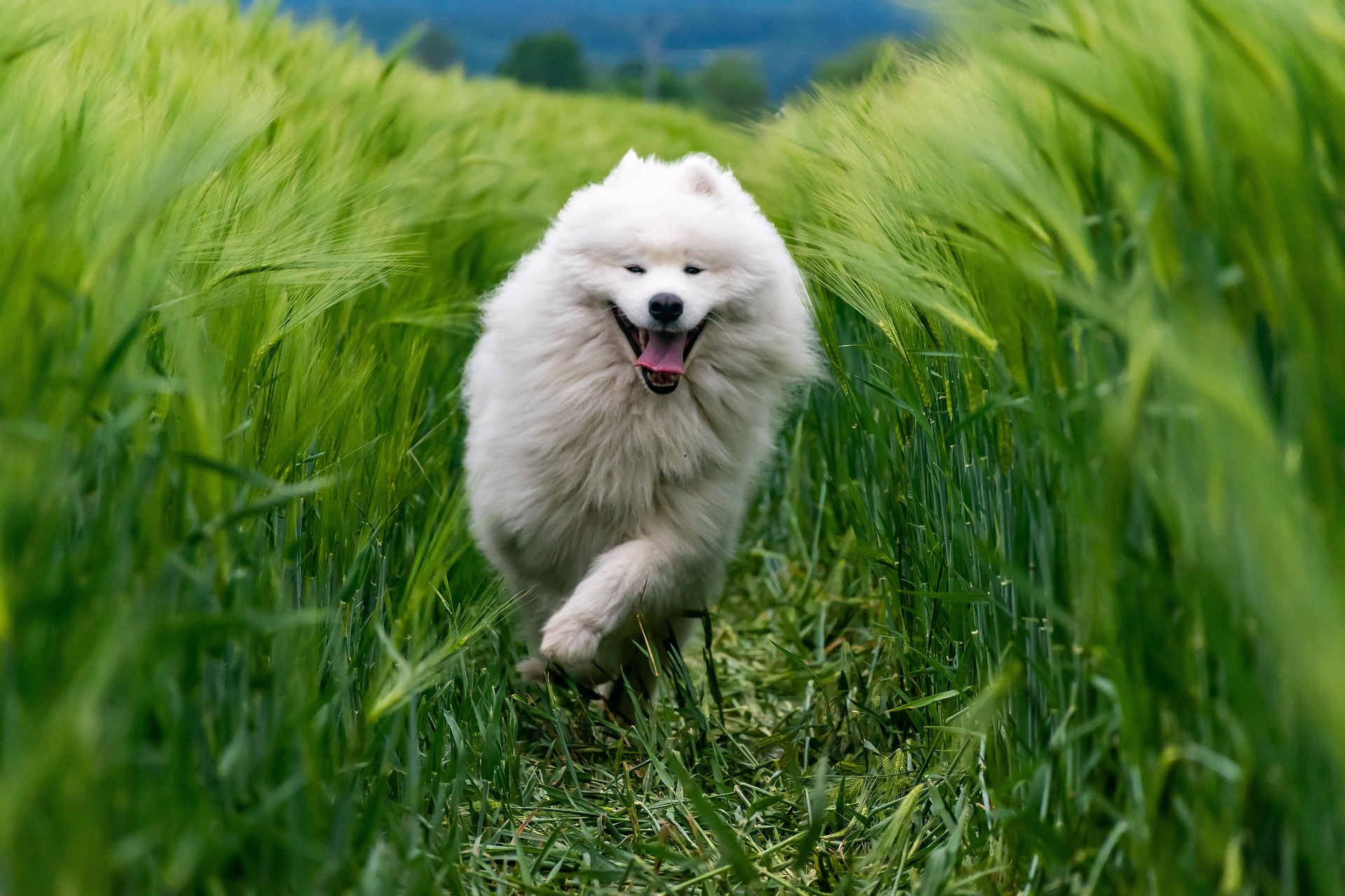 Running dog