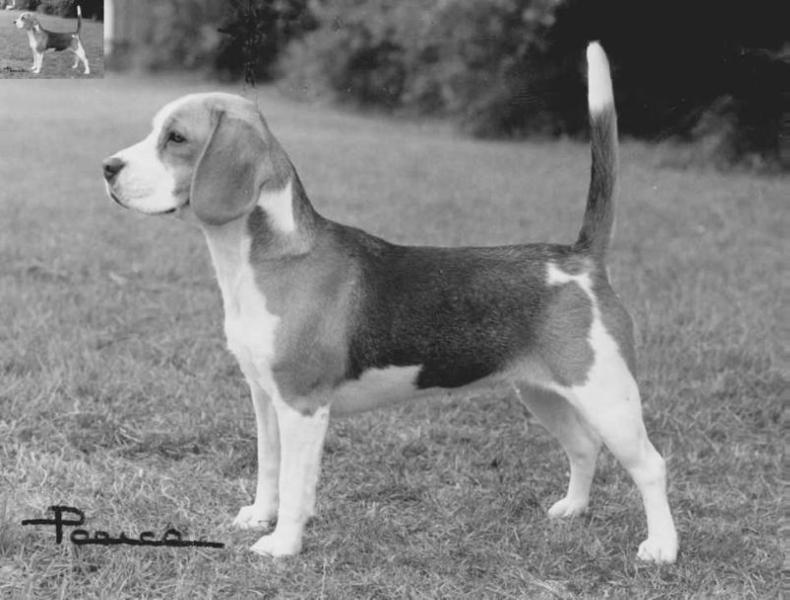 Dufosee Madonna | Beagle 