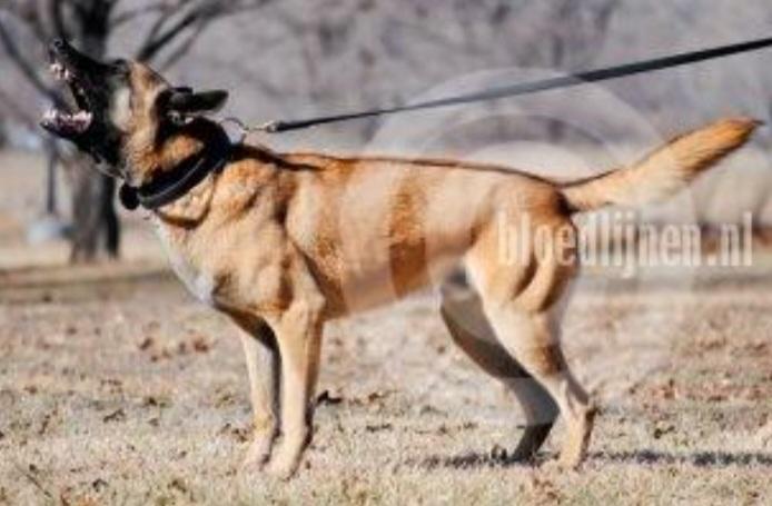 Land of Oz Neros | Belgian Malinois 