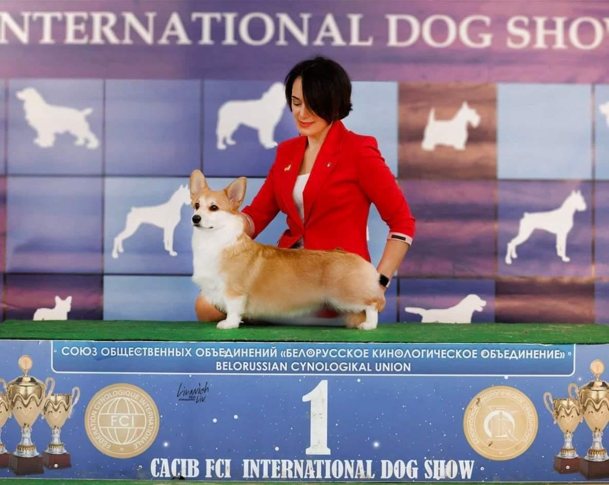 AKSWELL CHINARA STAR- LATE | Pembroke Welsh Corgi 