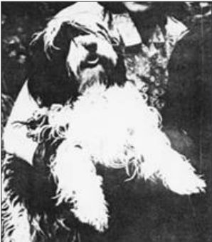 GYRA VON POTALA | Tibetan Terrier 