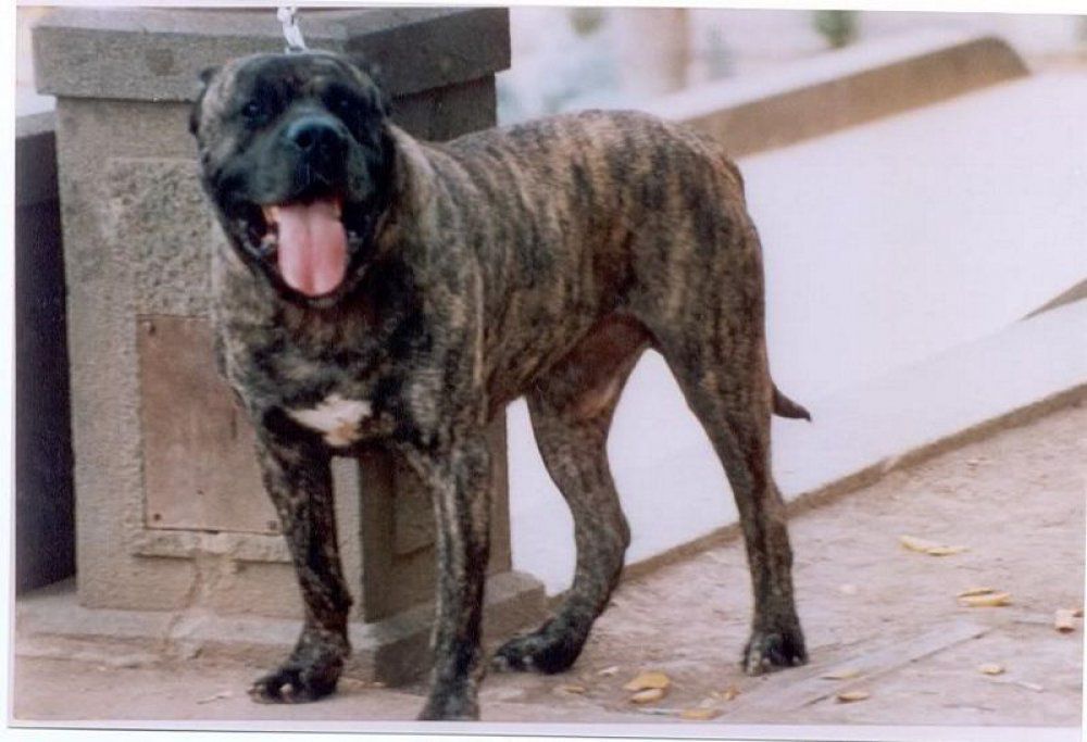 MURGO DE PEPE EL CARNICERO | Perro de Presa Canario 