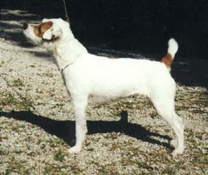Thimble Farm Clever | Jack Russell Terrier 