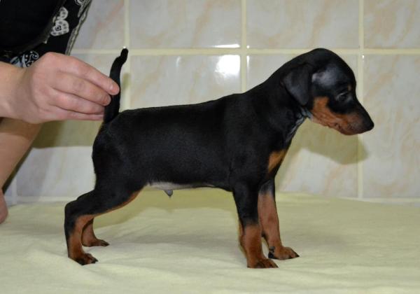 Black Jack Of Transylvanian Legend | Miniature Pinscher 