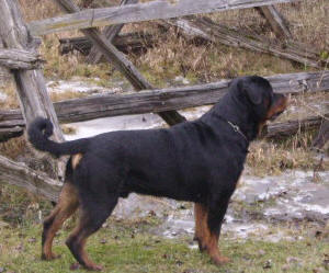 Eirikr von Danhel Haus | Rottweiler 