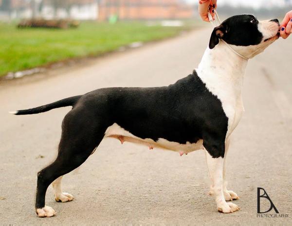 St Florian For Long Step | American Staffordshire Terrier 