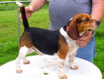 Alamo Creek Gus | Beagle 