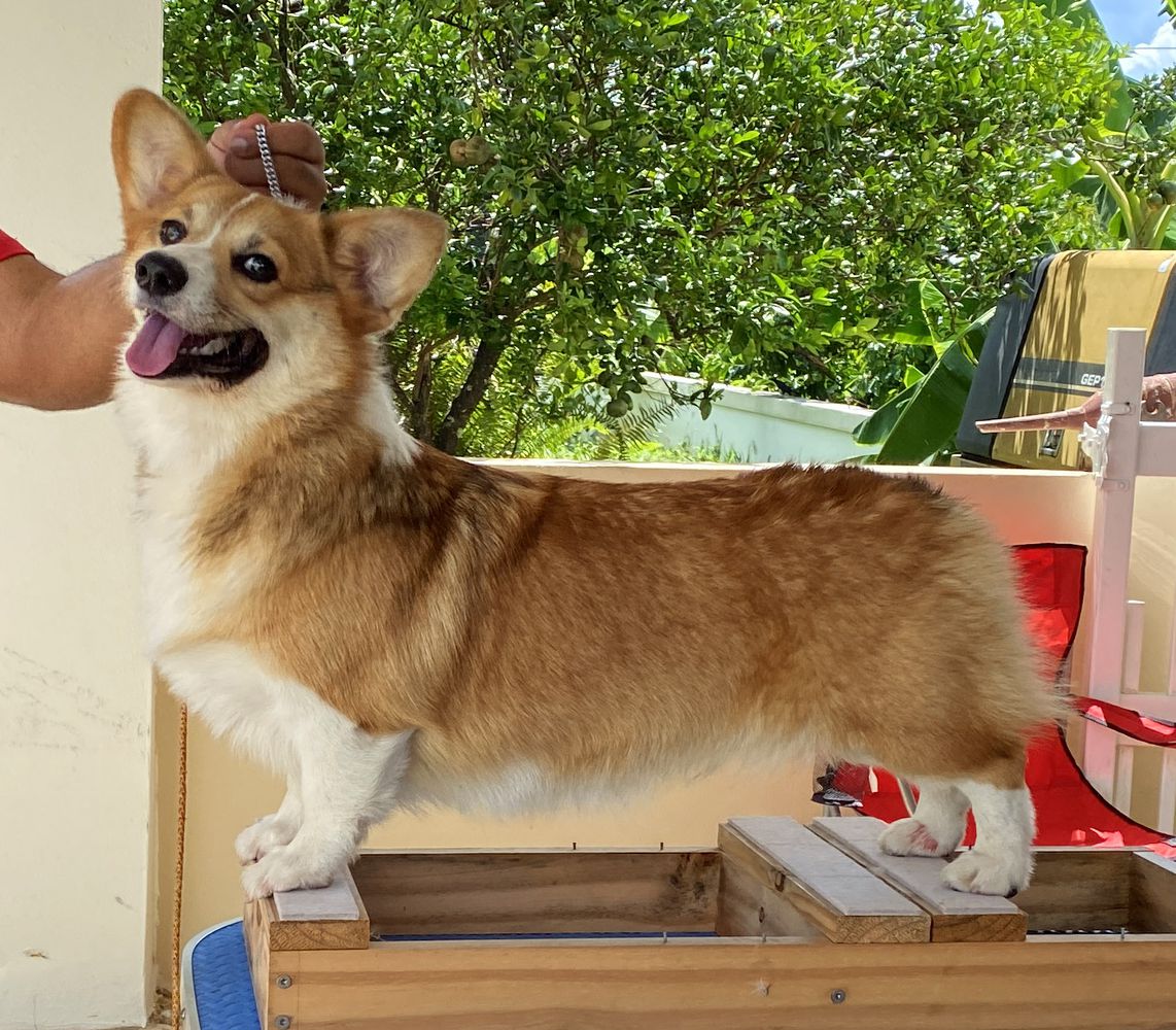 De San Juan Que Buena Es La Pachanga | Pembroke Welsh Corgi 