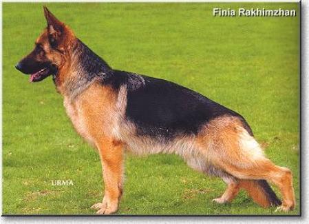 Rahimzhan Finia | German Shepherd Dog 