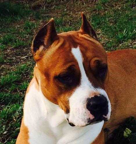 hot family yankee rider | American Staffordshire Terrier 